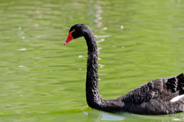 Australia, South Australia, Adelaide. Cleland Wildlife Park. Black swan (Cygnus atratus).