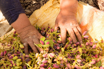 Turkey, Gaziantep, informally called Antep. An important trading center since ancient times, its agriculture is dominated by the growing of pistachio nuts. Local women gather to harvest the nut crop.