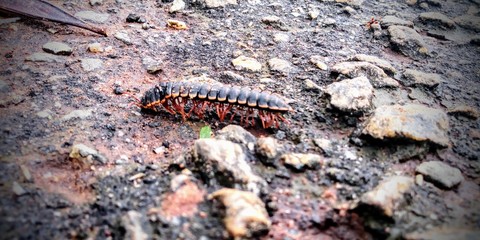 caterpillar on leaf