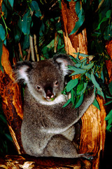 Australia, New South Wales, Sydney. Featherdale Wildlife Park, captive koala (Phascolarctos cinereus) on eucalyptus tree.