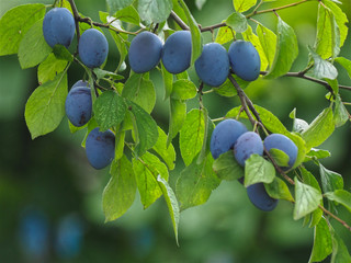 Blue plums hanging on a plum tree