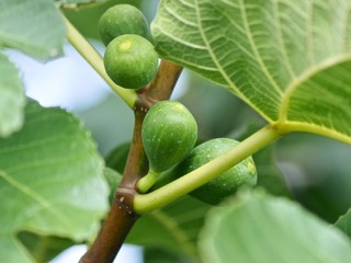 Macro of riping figs on a fig tree