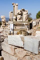 10th Century BC. Cat resting in the ruins. Ephesus. UNESCO World Heritage. Archaeological Site. Turkey.