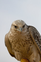 Falconry is a very popular sport. Abu Dhabi, United Arab Emirates.