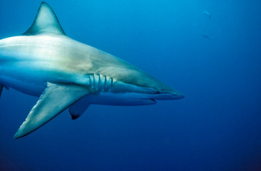 Copper, or Bronze Whaler, shark(Carcharhinus brachyurus) Australia