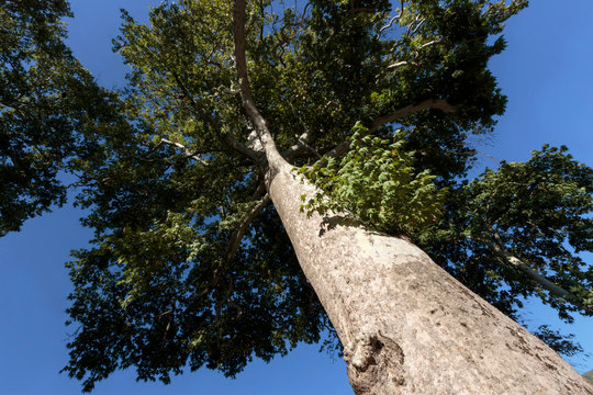 Azerbaijan, Sheki. A photo of a tree from below. © Alida Latham/Danita Delimont