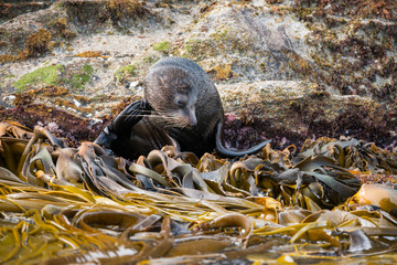 New Zealand, Snares Islands (The Snares) aka Tini Heke. New Zealand fur seal (Arctocephalus forsteri) in kelp.