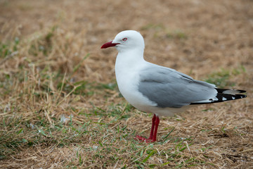 New Zealand, South Island, Dunedin, Otago Peninsula. Red-billed gull (Chroicocephalus scopulinus)...