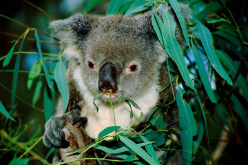 Australia, Queensland, Rockhampton. Captive koala (Phascolarctos cinereus) on eucalyptus tree eating.