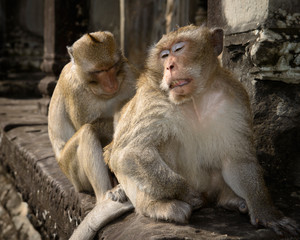 Cambodia, Angkor Wat. Long tailed macaques (Macaca fascicularis) grooming.