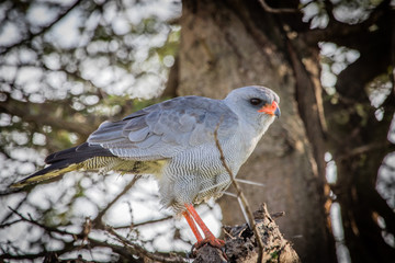 Goshawk in a tree