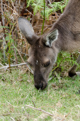 Western Australia, Perth, Yanchep National Park. Western gray kangaroo (Macropus fuliginosus). Close-up of face, eating.