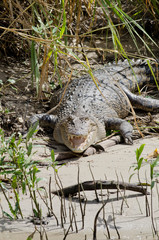 Australia, Queensland, Daintree. Daintree National Park, Daintree River. Large female saltwater crocodile with mouth open (Crocodylus porosus), aka saltie, estuarine or Indo-Pacific.