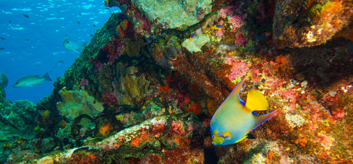 Sugar Wreck, Northern Bahamas, Caribbean. Queen angelfish (Holacanthus ciliaris) Invasive species.
