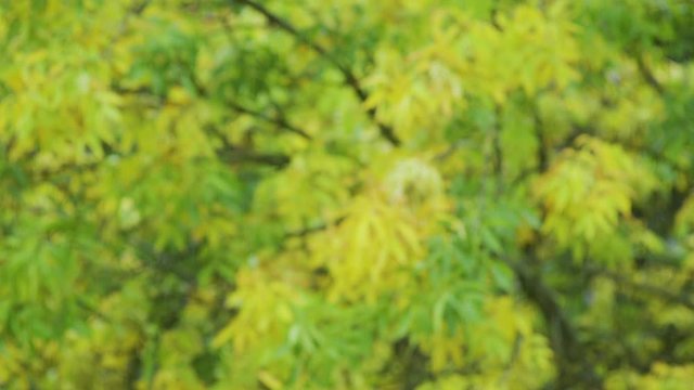 Yellow foliage in early autumn background. Rainy day. Crown of trees in the autumn in the rain refocusing