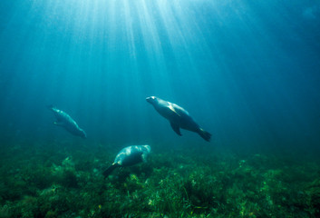 Naklejka premium Endangered Australian Sea Lion (Neophoca cinerea), South Australia.