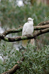 Australia, Victoria, Melbourne, Dandenong Ranges. Dandenong National Park, Grants Reserve. Large...