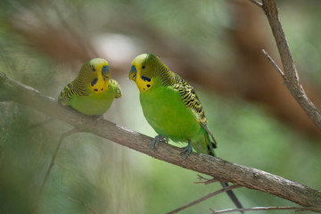 Australia, Alice Springs. Alice Springs Desert Park. Budgerigar (Captive, Melopsittacus undulatus) aka Budge birds, popular cage bird for pets.