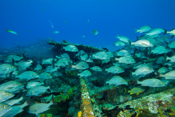 Sugar Wreck, Northern Bahamas, Caribbean. French grunt (Haemulon flavolineatum) Invasive species.