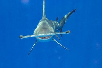 Great Hammerhead Shark (Sphyrna mokarran) Northern Bahamas - obrazy, fototapety, plakaty