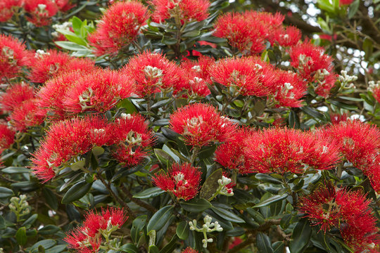 Native Pohutukawa flowers (metrosideros excelsa) in Far North, Northland, New Zealand