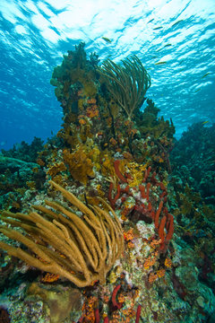 Coral Reef With Ship Corals, Sponges And Hard Corals, Tortola, British Virgin Islands, Caribbean