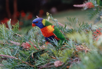 Fototapeta premium Australia, Eastern states of Australia, Close-Up of Rainbow lorikeets
