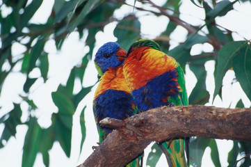 Australia, Eastern states of Australia, Close-Up of Rainbow lorikeets