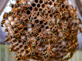 Dangerous large swarm of vicious wild wasps creeps in honeycombs