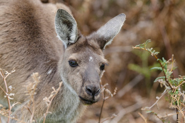 Western Australia, Perth, Yanchep National Park. Western gray kangaroo (Macropus fuliginosus). Close-up of face.