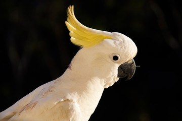 Cockatoo (Cacatuidae), Hamilton Island, Queensland, Australia