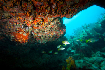 Yellowtail Snapper, Virgin Gorda Island, British Virgin Islands, Caribbean