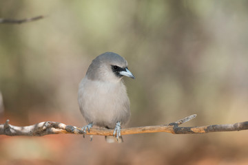 Australia, Alice Springs. Woodswallow.