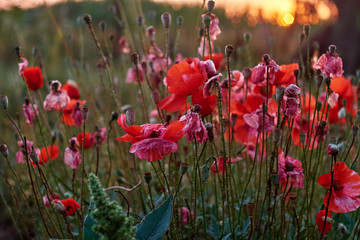 Red poppies. Sunlit Red Wild Poppy Are Shot With Shallow Depth Of Sharpness On A Background Of A Wheat Field. Landscape With Poppy. Rural Plot With Poppy And Wheat