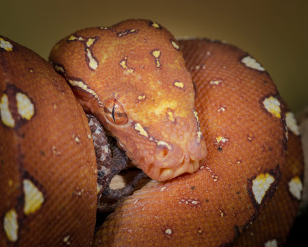 Green Tree Python (Sub-Adult), Morelia vividis, controlled conditions,