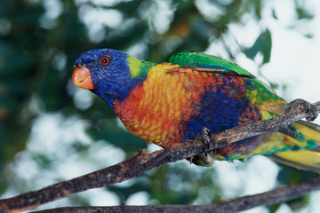 Australia, Eastern states of Australia, Close-Up of Rainbow Lorikeet