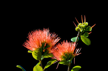New Zealand, South Island. Rata flower (Metrosideros sp.).