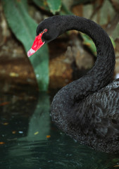 Naklejka premium Australia. A Black Swan (Cygnus atratus)