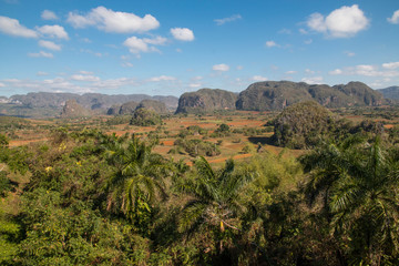 Cuba, Vinales Valley, stunning landscapes, rural areas, traditional farming practices. Known as the tobacco producing region of Cuba.