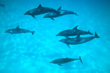 Fototapeta premium Atlantic Spotted Dolphins (Stenella frontalis), White Sand Ridge, Bahamas Bank, Bahamas, Caribbean