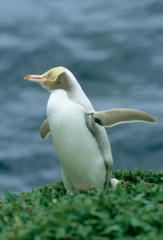 Yellow-eyed Penguin, (Megadyptes antipodes) endemic, Enderby Is., Auckland Island, New Zealand.