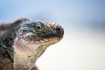 Close-up of an Iguana on the beach near Staniel Cay, Exuma, Bahamas