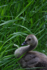 Baby goose in the grass