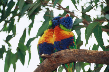 Australia, Eastern states of Australia, Close-Up of Rainbow lorikeets