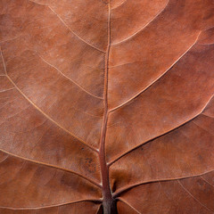 Bahamas, Little Exuma Island. Sea grape leaf close-up. Credit as: Don Paulson / Jaynes Gallery / DanitaDelimont.com