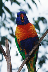 Australia, Eastern states of Australia, Close-Up of Rainbow lorikeets