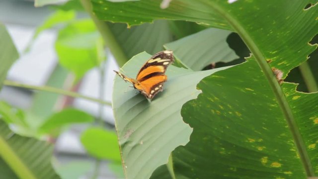 Tiger Leafwing Butterfly