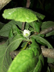 Nature Plant And Some Green