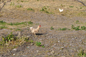 The beautiful Animal Chicken in the natural environment (farm)