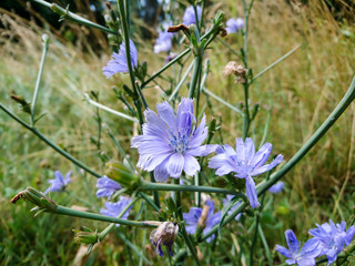 Blue chicory flowers fiels wild nature macro flowers natural background 